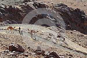 Landscape with camels and men