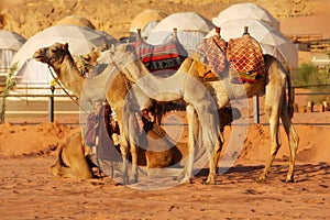 Landscape with camels in Wadi Rum desert, Jordan