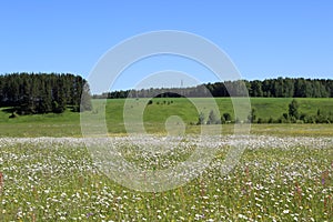 Landscape camomile field against the sky and forest