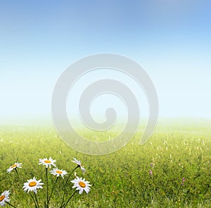 Landscape with camomile flowers