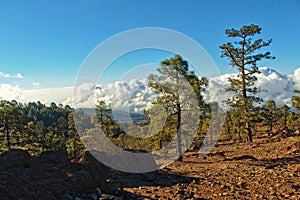 Landscape from the Canary Island of Tenerife in the center of the island with a cloudless sky