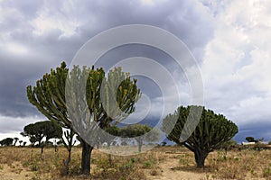 Landscape with Candelabra trees. photo