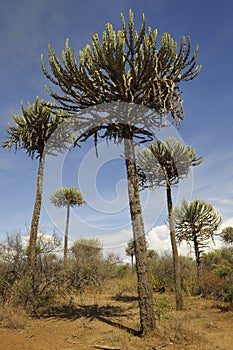 Landscape with Candelabra trees. photo