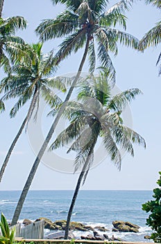 Landscape the cape Dondra in Sri Lanka with palm trees a background the Indian Ocean