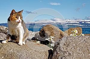 Landscape with cat of icelandic fjord that is surrounding village of Isafjordur - Iceland