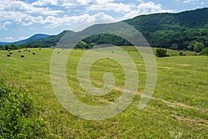 Landscape - Catawba Valley