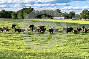 Landscape of cattle walking away