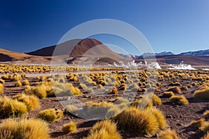 Landscape of Central Andean dry puna grass. Taken during the sunrise at Geysers of Tatio at Los Flamencos national reserve in