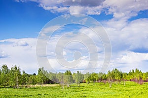 Landscape of Central Russia with birch trees and clear sky