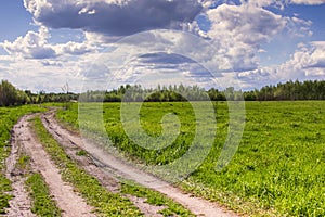 landscape of Central Russia with birch trees and clear sky