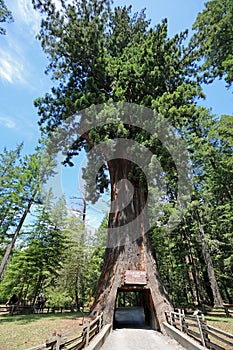 Landscape with Chandelier Tree vertical