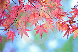 Landscape of changing color Japanese Autumn Maple leaves