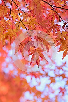 Landscape of changing color Japanese Autumn Maple leaves