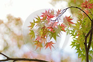 Landscape of changing color Japanese Maple leaves with blurred background