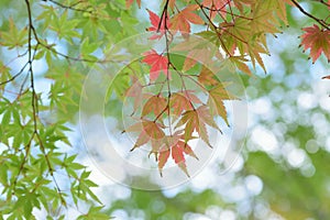 Landscape of changing color Japanese Maple leaves with blurred background