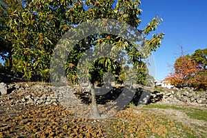 Landscape with chestnut tree in autumn with chestnuts on floor