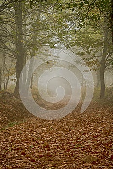 Landscape of chestnut trees, colors of Autumn, Extremadura