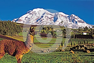 Landscape of Chimborazo