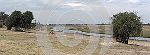 The landscape on the Chobe River at the beginning of the rainy s