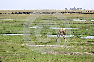 Landscape of the Chobe Riverfront in Botswana