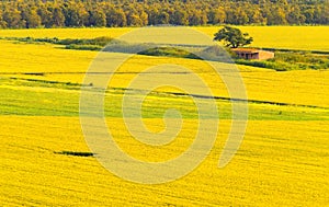 Landscape of Cicer judaicum Boiss fields Kfar Glikson Israel