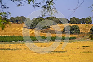 Landscape of Cicer judaicum Boiss fields Kfar Glikson Israel