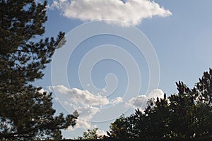 Landscape of clean clouds over sunny blue sky and tree tops