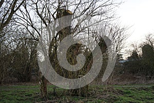 Landscape with a clipped tree. Marzahn-Hellersdorf, Berlin, Germany