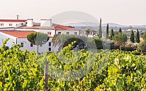 Landscape close to Estremoz, Evora distric, Port