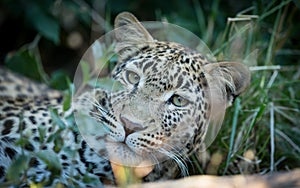 Landscape closeup on face of an adult leopard with beautiful green eyes in Khwai Okavango Delta Botswana