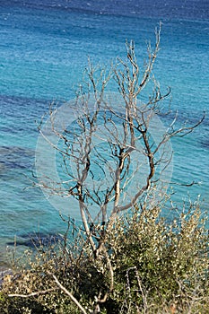 Landscape of coast called ESCALET in Ramatuelle near Saint-Tropez