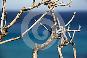 Landscape of coast called ESCALET in Ramatuelle near Saint-Tropez