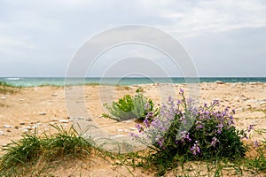 Coast island Oleron photo