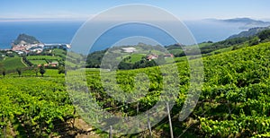 Landscape and coastline in Getaria surrounded by vineyards