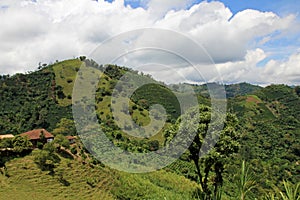 Landscape of coffee and banana plants in the coffee growing region near El Jardin, Antioquia, Colombia photo
