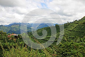 Landscape of coffee and banana plants in the coffee growing region near El Jardin, Antioquia, Colombia photo