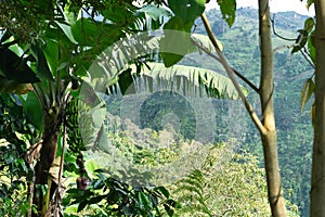 Landscape in Colombia with banana plant in the foreground