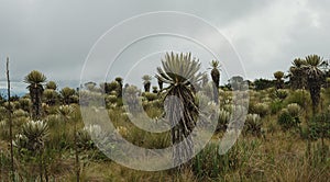 Landscape of the Colombian paramo. Espeletia plants photo