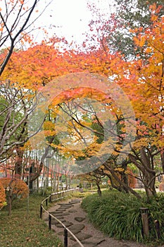 Landscape of colorful Japanese Autumn Maple tree