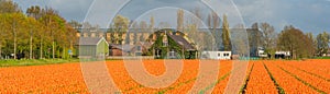 Landscape of colorful orange blooming tulip field in Lisse Holland Netherlands