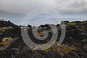 Landscape of colorful orange-green vegetation making a beautiful contrast with the black lava beach at the westcoast of Faial