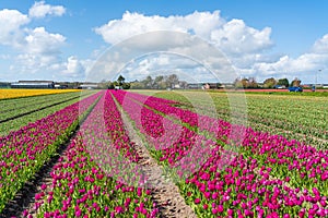 Landscape of colorful purple beautiful blooming tulip field in Lisse Holland Netherlands