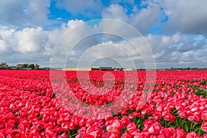 Landscape of colorful red beautiful blooming tulip field in Lisse Holland Netherlands