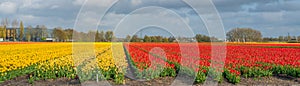 Landscape of colorful yellow red blooming tulip field in Lisse Holland Netherlands