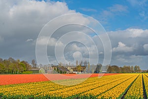 Landscape of colorful yellow red blooming tulip field in Lisse Holland Netherlands