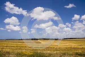 Landscape with Combine harvesting Wheat field Kfar Glikson Israel