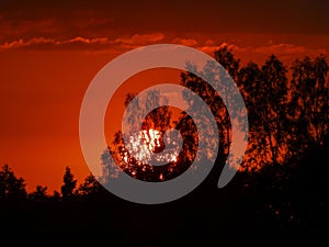 Landscape with contrasting sunrise, fuzzy, black tree silhouettes, hazy clouds, red sky