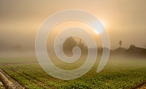 Landscape of Corn Farming Field and Sunrise in the Mist