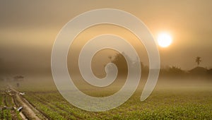 Landscape of Corn Farming Field and Sunrise in the Mist