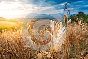 Landscape of corn field in harvest